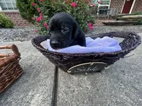 Sable, a female Labrador Retriever for sale in Ward, AR – 9 of 10