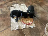 Ash, a male Labrador Retriever for sale in Ward, AR – 7 of 9