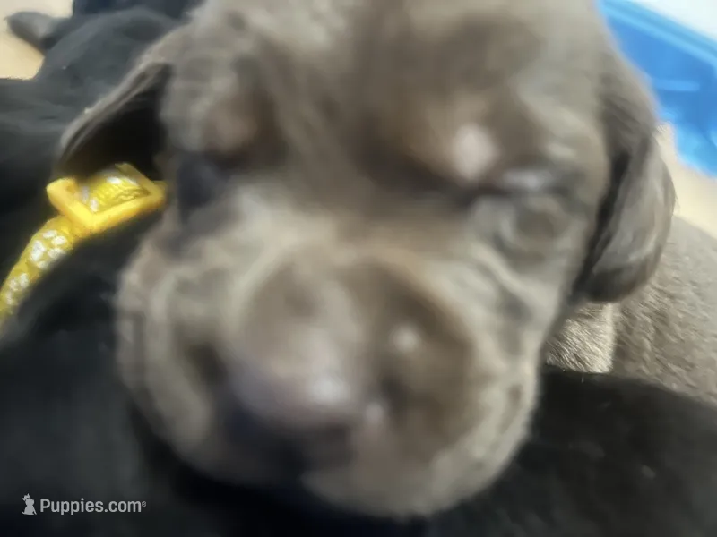 Mocha – Labrador Retriever puppy for sale in Ward, AR