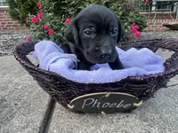 Phoebe, a female Labrador Retriever for sale in Ward, AR – 2 of 10