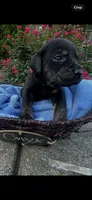 Onyx, a male Labrador Retriever for sale in Ward, AR – 2 of 10