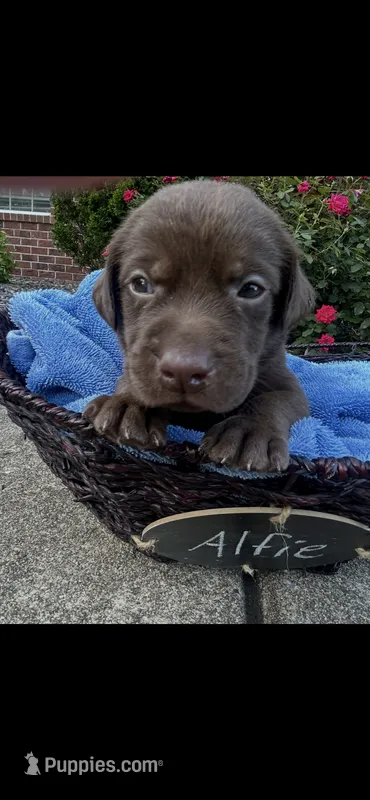 Alfie – Labrador Retriever puppy for sale in Ward, AR