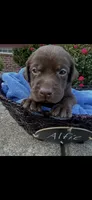 Alfie, a male Labrador Retriever for sale in Ward, AR – 1 of 10