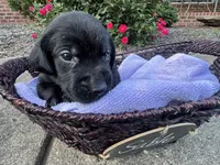 Sable, a female Labrador Retriever for sale in Ward, AR – 5 of 10
