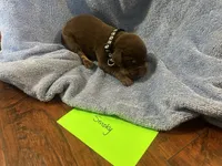 Smokey, a male Labrador Retriever for sale in Ward, AR – 6 of 10