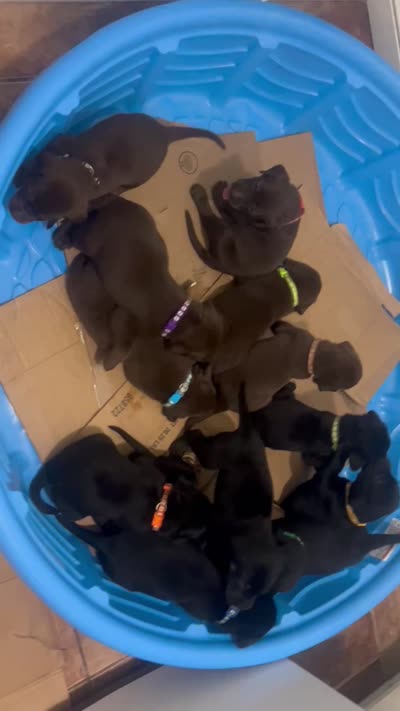 Onyx, a male Labrador Retriever for sale in Ward, AR – 10 of 10