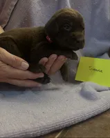 Sienna, a female Labrador Retriever for sale in Ward, AR – 1 of 10