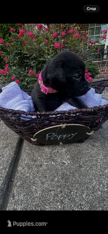 Poppy – Labrador Retriever puppy for sale in Ward, AR