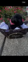 Poppy, a female Labrador Retriever for sale in Ward, AR – 1 of 10