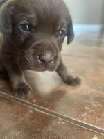 Penny, a female Labrador Retriever for sale in Ward, AR – 2 of 10