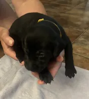 Phoebe, a female Labrador Retriever for sale in Ward, AR – 4 of 10