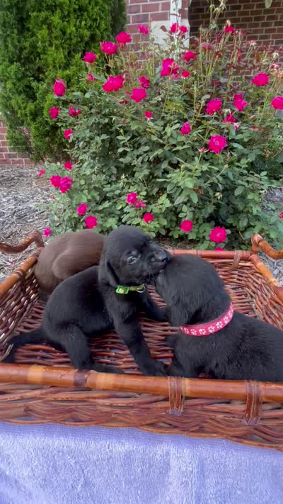 Poppy, a female Labrador Retriever for sale in Ward, AR – 8 of 10