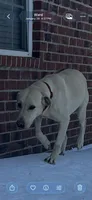 Poppy, a female Labrador Retriever for sale in Ward, AR – 10 of 10