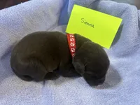 Sienna, a female Labrador Retriever for sale in Ward, AR – 8 of 10