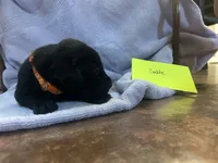 Sable, a female Labrador Retriever for sale in Ward, AR – 4 of 10