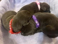 Mocha, a female Labrador Retriever for sale in Ward, AR – 8 of 10