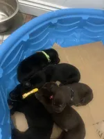 Phoebe, a female Labrador Retriever for sale in Ward, AR – 6 of 10