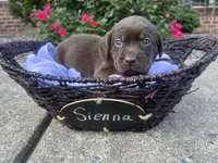 Sienna, a female Labrador Retriever for sale in Ward, AR – 2 of 10