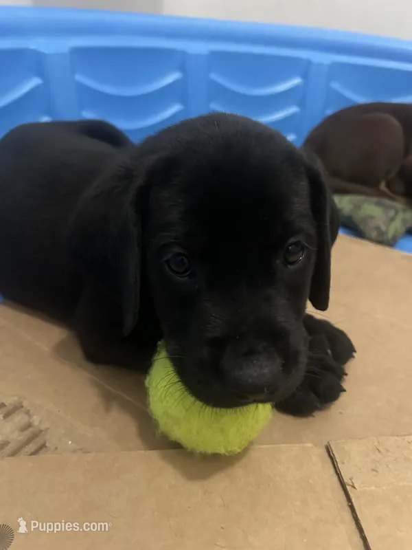 Max – Labrador Retriever puppy on hold in Ward, AR