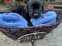 Max, a male Labrador Retriever for sale in Ward, AR – 2 of 10