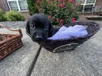 Sable, a female Labrador Retriever for sale in Ward, AR – 7 of 10