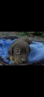 Smokey, a male Labrador Retriever for sale in Ward, AR – 3 of 10