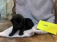 Sable, a female Labrador Retriever for sale in Ward, AR – 1 of 10