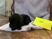 Sable, a female Labrador Retriever for sale in Ward, AR – 3 of 10