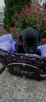 Poppy, a female Labrador Retriever for sale in Ward, AR – 2 of 10