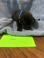 Max, a male Labrador Retriever for sale in Ward, AR – 5 of 10