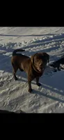Ash, a male Labrador Retriever for sale in Ward, AR – 8 of 9