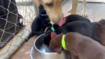 Max, a male Labrador Retriever for sale in Ward, AR – 10 of 10