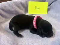 Poppy, a female Labrador Retriever for sale in Ward, AR – 3 of 10