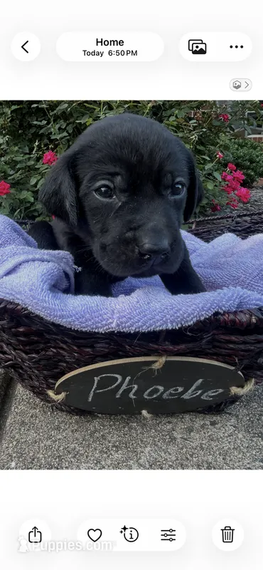 Phoebe – Labrador Retriever puppy for sale in Ward, AR