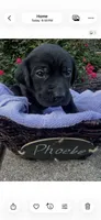 Phoebe, a female Labrador Retriever for sale in Ward, AR – 1 of 10