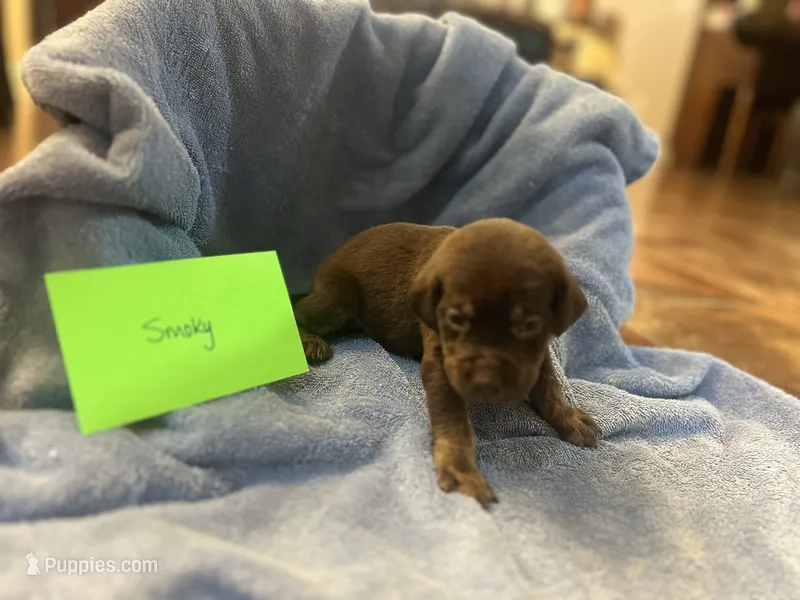 Smokey – Labrador Retriever puppy for sale in Ward, AR