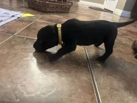 Phoebe, a female Labrador Retriever for sale in Ward, AR – 5 of 10