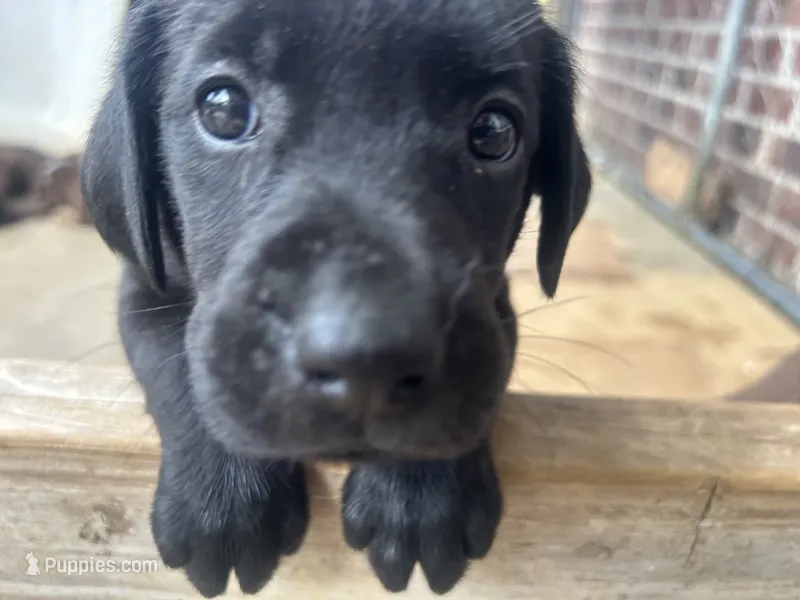 Sable – Labrador Retriever puppy for sale in Ward, AR