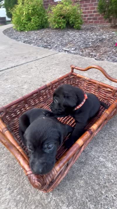 Sable, a female Labrador Retriever for sale in Ward, AR – 10 of 10