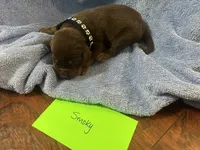Smokey, a male Labrador Retriever for sale in Ward, AR – 2 of 10