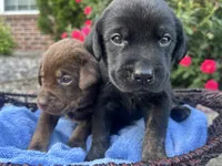 Ash, a male Labrador Retriever for sale in Ward, AR – 3 of 9