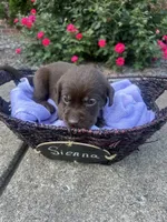 Sienna, a female Labrador Retriever for sale in Ward, AR – 6 of 10