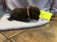 Penny, a female Labrador Retriever for sale in Ward, AR – 6 of 10