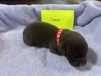 Sienna, a female Labrador Retriever for sale in Ward, AR – 4 of 10