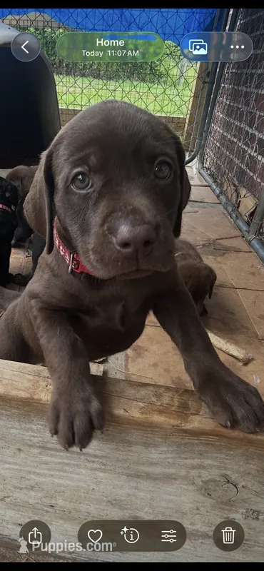 Sienna – Labrador Retriever puppy for sale in Ward, AR