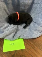 Onyx, a male Labrador Retriever for sale in Ward, AR – 4 of 10