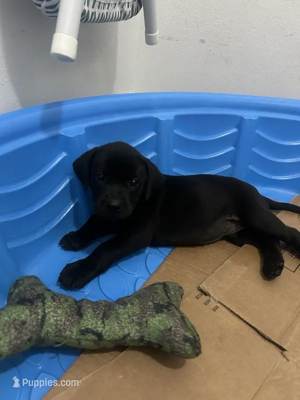 Poppy – Labrador Retriever puppy for sale in Ward, AR
