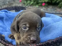 Smokey, a male Labrador Retriever for sale in Ward, AR – 4 of 10