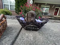 Mocha, a female Labrador Retriever for sale in Ward, AR – 4 of 10
