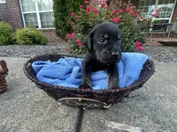 Onyx, a male Labrador Retriever for sale in Ward, AR – 3 of 10